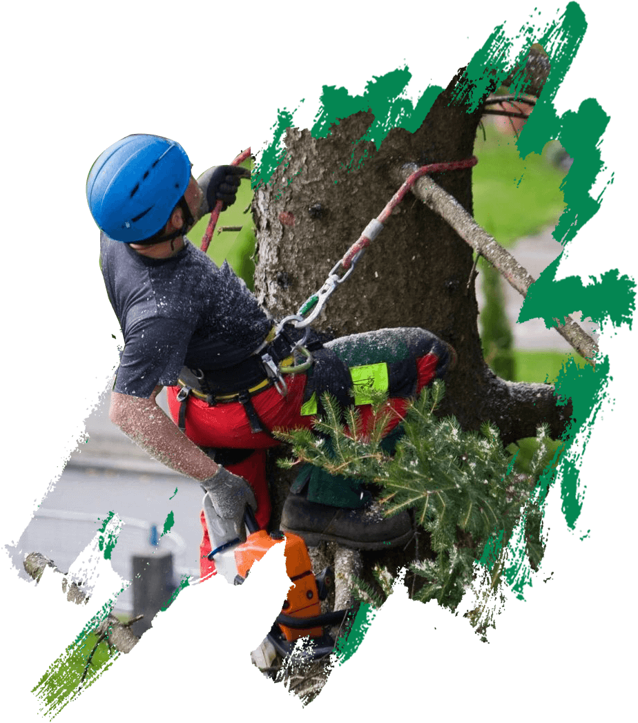 A man is climbing up the side of a tree.